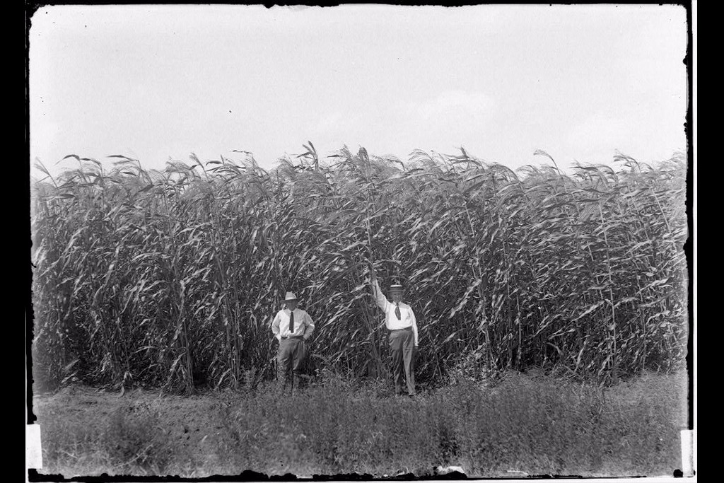 Broom corn field, El Jardin.