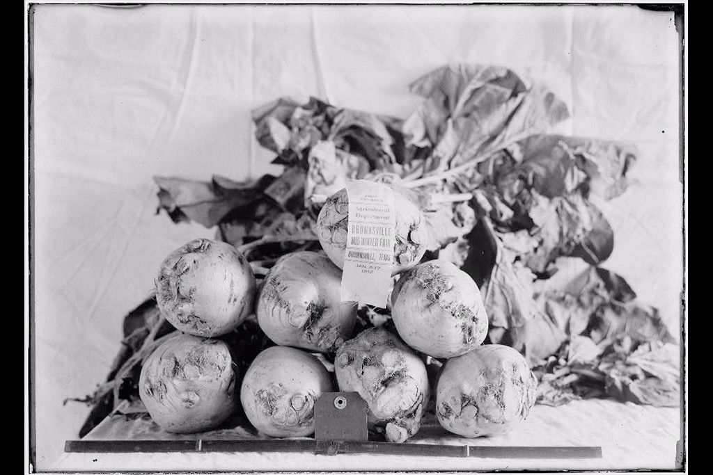 Agricultural fair, display of turnips, 1912.