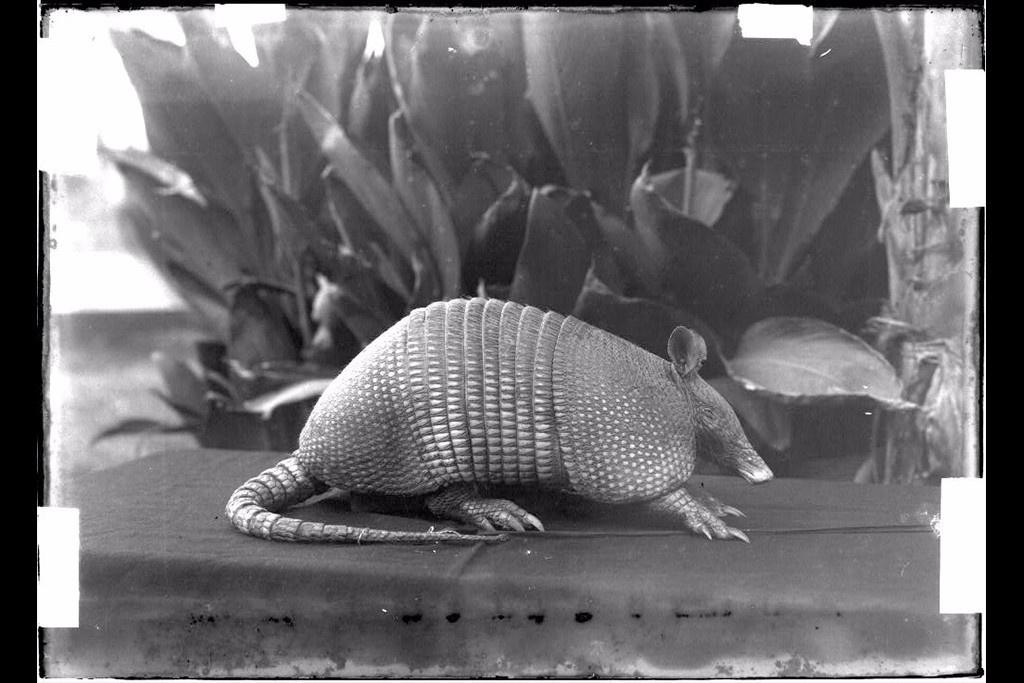 Armadillo.