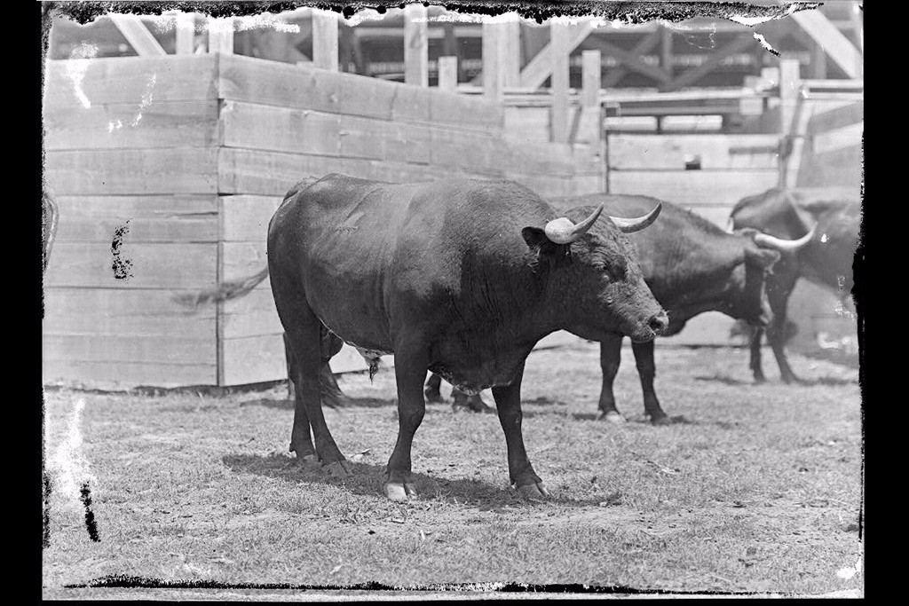 Bullfight, July 4, 1920.