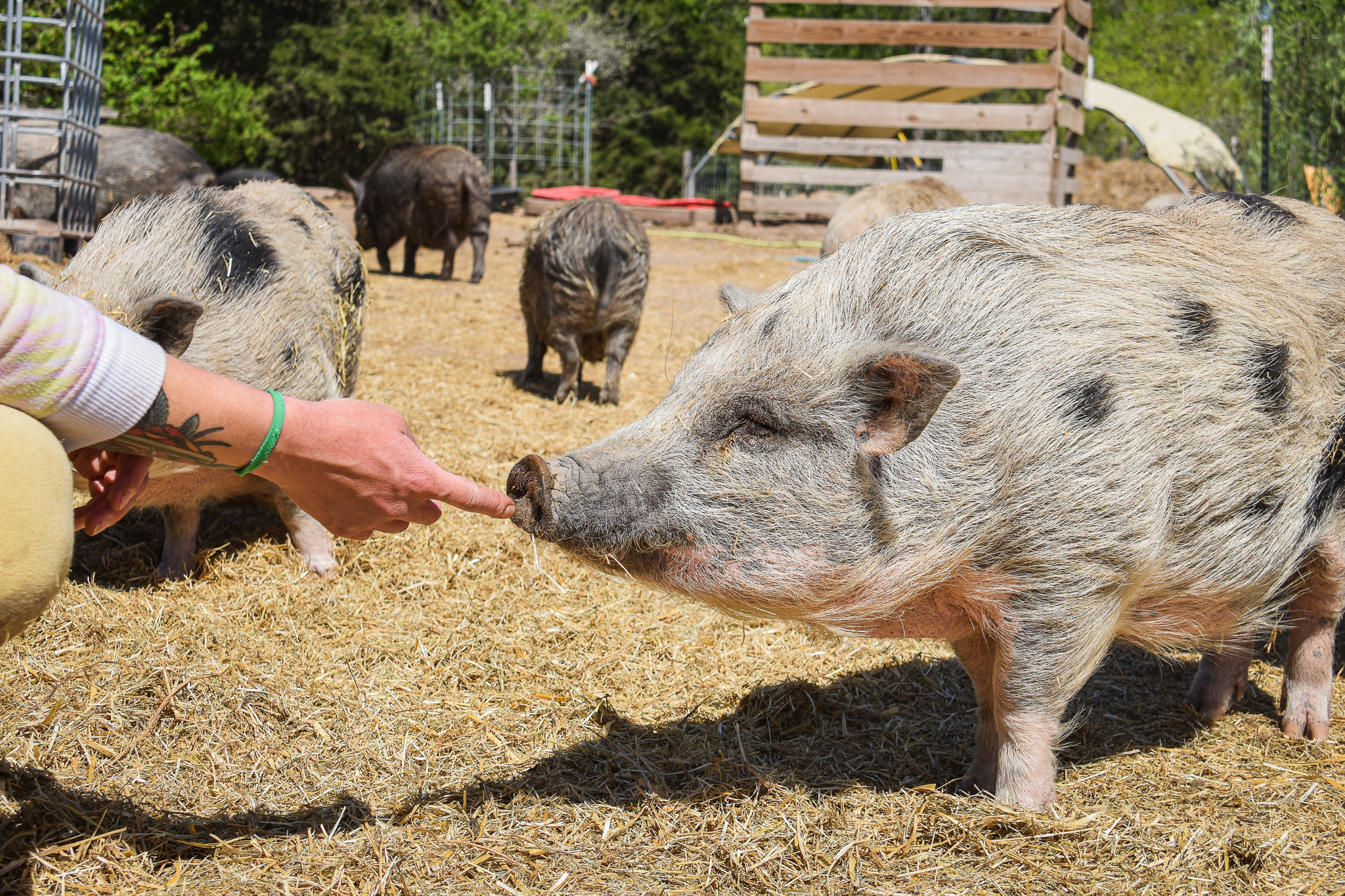 Central Texas Rescuers Work to Save Pigs, Farm Animals During Winter Storm - Reporting Texas ☆ Reporting Texas Central Texas Rescuers Work to Save Pigs, Farm Animals During Winter Storm - Reporting Texas ☆ Reporting Texas