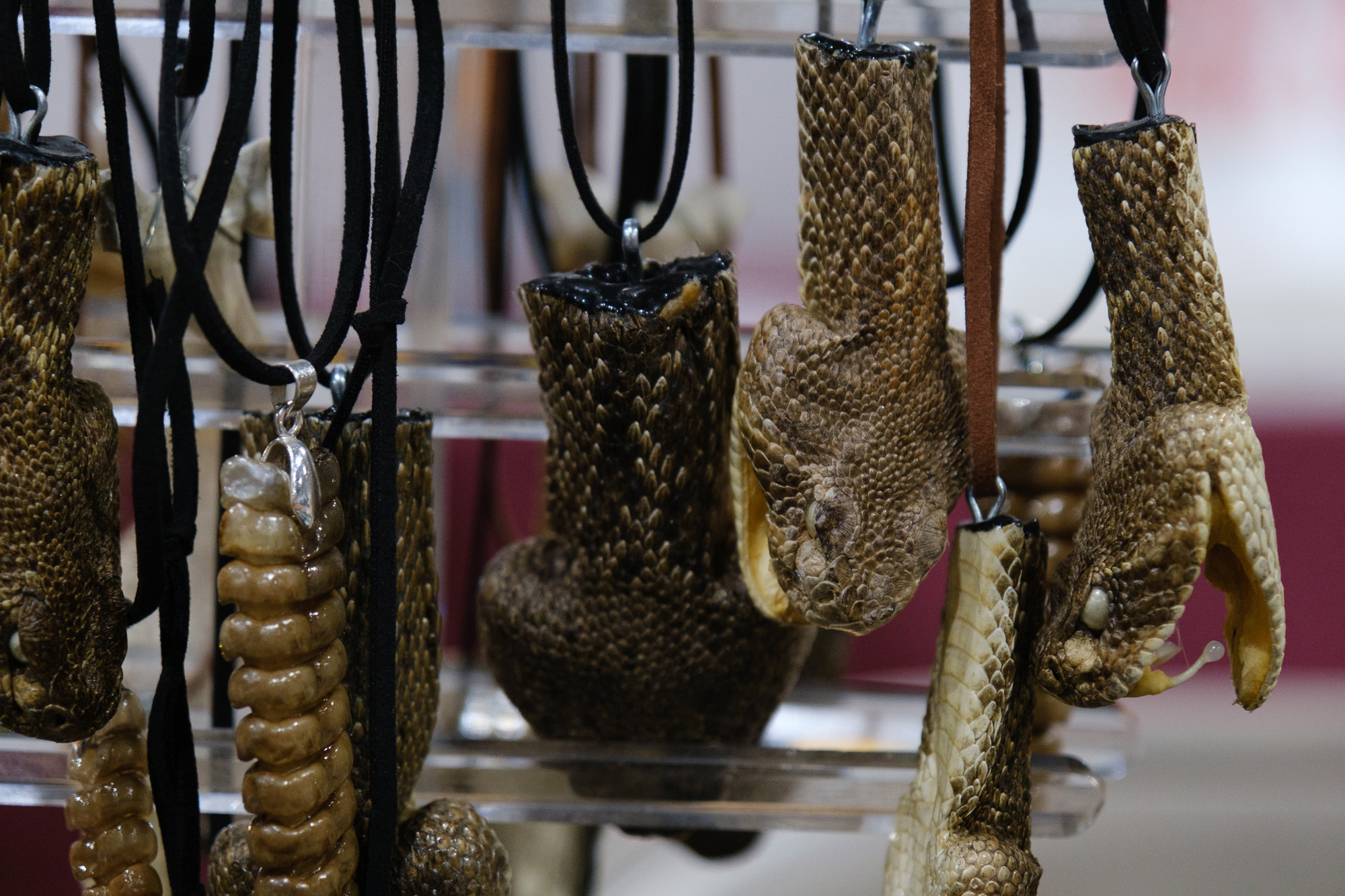 In Spite of Critics, Sweetwater’s Rattlesnake Roundup Draws Huge Crowds