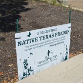 The Half-Pint Prairie is a registered Native Texas Prairie Heritage Property. (Photo: Maggy Wolanske)