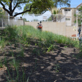 The Blackland prairie is an endangered ecosystem where less than 0.1% of the prairie remains. (Photo: Maggy Wolanske)