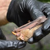 Lee Mackenzie feeds a bat at the Austin Bat Refuge. (Photo: Maggy Wolanske)