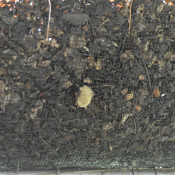 Bats use their claws to hang. This bat sleeps while clinging to moss in the permaculture installation Lee Mackenzie created at the Austin Bat Refuge. (Photo: Maggy Wolanske)