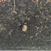 Bats use their claws to hang. This bat sleeps while clinging to moss in the permaculture installation Lee Mackenzie created at the Austin Bat Refuge. (Photo: Maggy Wolanske)