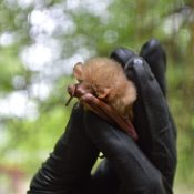 This southern yellow bat is beginning to wake up to eat some bugs! (Photo: Maggy Wolanske)