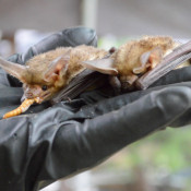 This pair of bats were brought to the Austin Bat Refuge as victims of an oil and gas development. The two stick together and have been resting inside the palm fronds. (Photo: Maggy Wolanske)